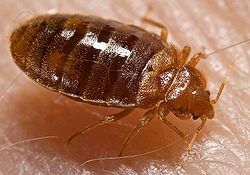FAQs about Bed Bugs from Steve's Termite and Pest Control in Sarasota, FL