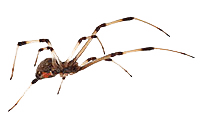 FAQs about Black and Brown Widow Spiders from Steve's Pest Control in Sarasota, FL