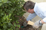 Termite Pest Control is Chemical Free Termite Pest Control for Sarasota to Clearwater, Florida