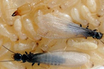 Environmentally Safe Pest Control for Social Insects such as Termites is Termidor for Clearwater, FL