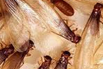 Environmentally Safe Pest Control for Social Insects such as Termites is Termidor for Clearwater, FL