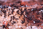 Environmentally Safe Pest Control for Social Insects such as Termites is Termidor for Clearwater, FL