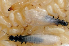 Environmentally Safe Pest Control for Social Insects such as Termites is Termidor for Sarasota, FL